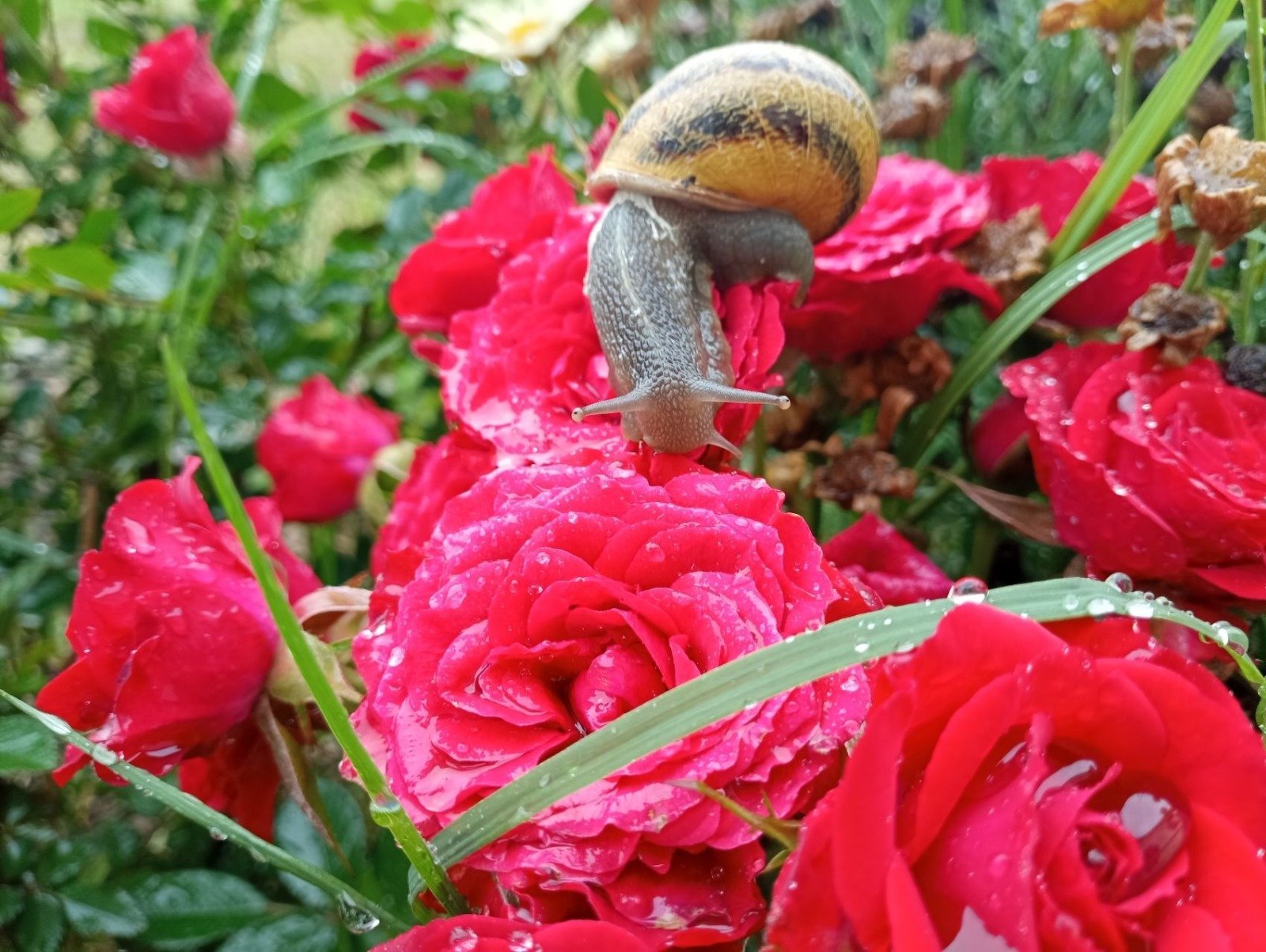 lumaca su un fiore