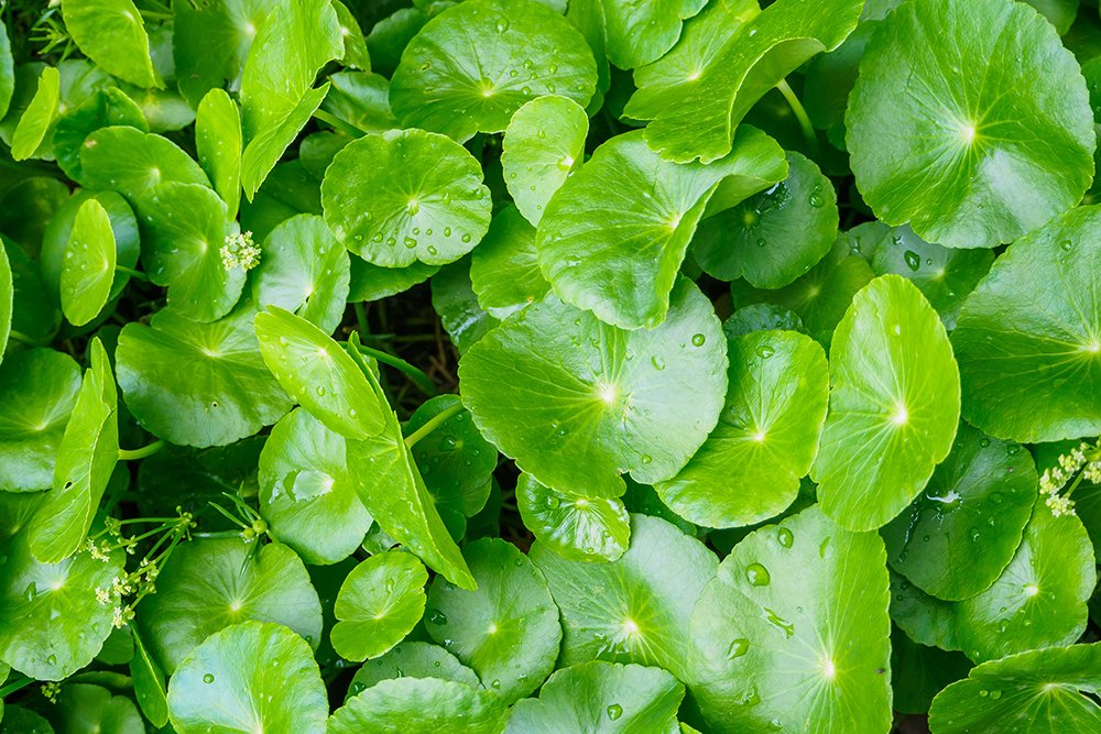 centella asiatica