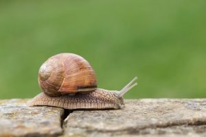 controindicazioni bava di lumaca