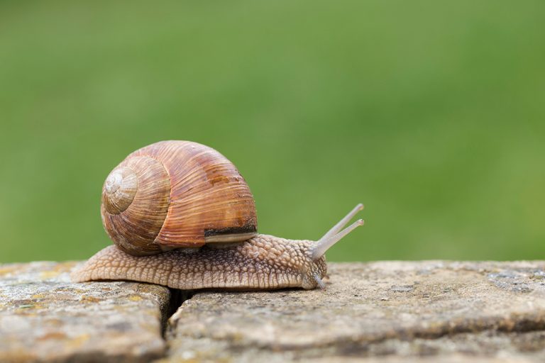 controindicazioni bava di lumaca