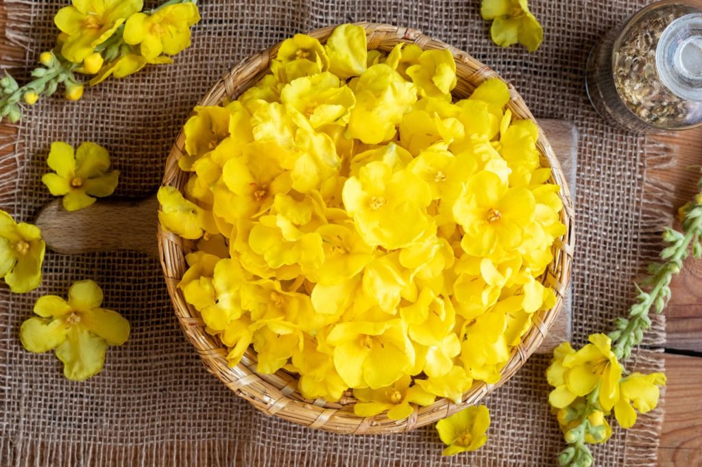 Fiori di Verbasco e luminosità naturale