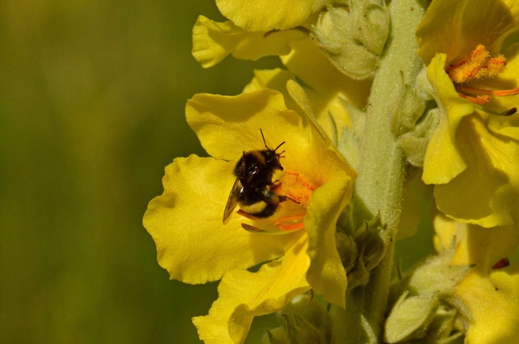 Processo di impollinazione dei fiori di Verbasco