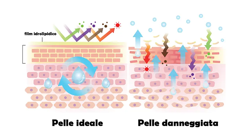 Grafica illustrativa che mostra la differenza tra una barriera cutanea sana (idratata) e una danneggiata (evaporazione acqua).