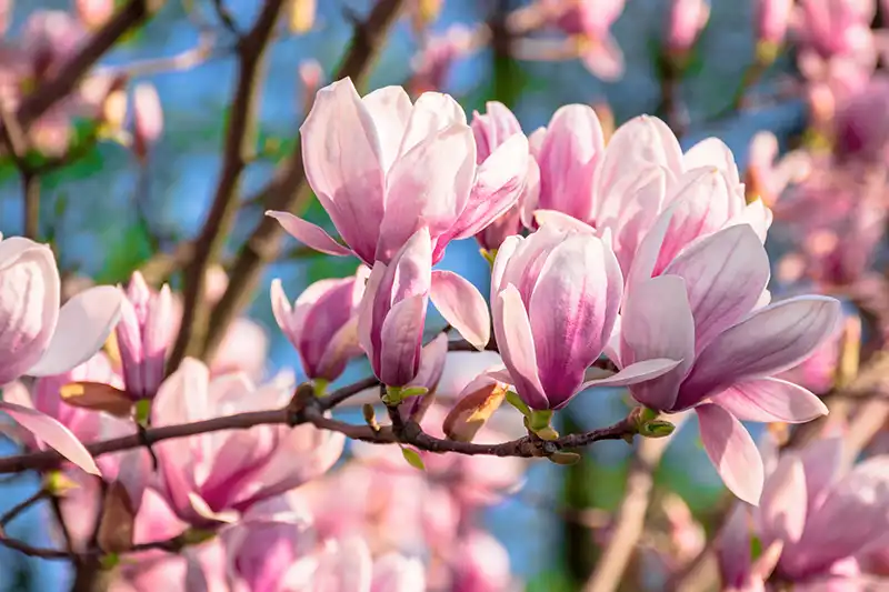 Dettaglio macro dei petali e boccioli di Magnolia Biondii per uso cosmetico professionale