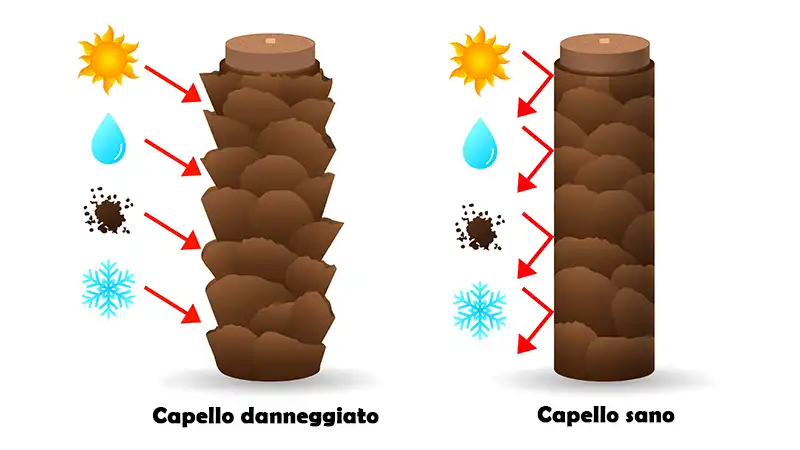 Illustrazione della struttura della cuticola capillare che mostra la differenza tra capelli sani con scaglie chiuse e capelli crespi con scaglie sollevate
