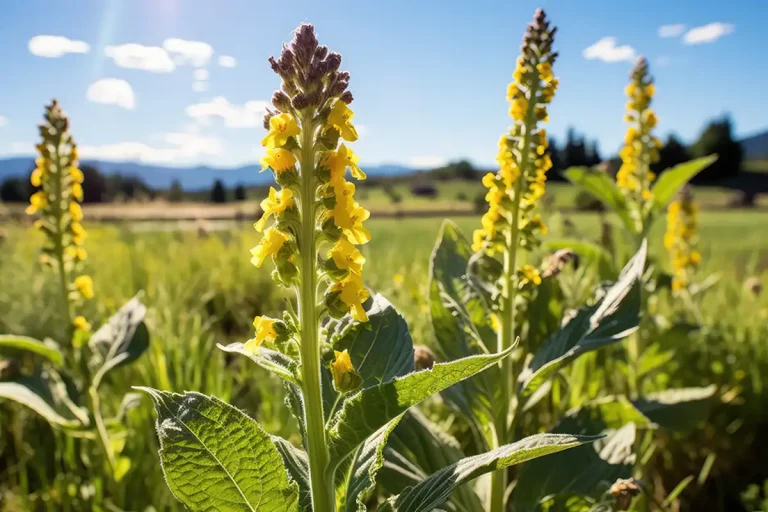 Primo piano di fiori gialli di Verbasco Verbascum Thapsus pianta per fitoluminescenza cosmetica