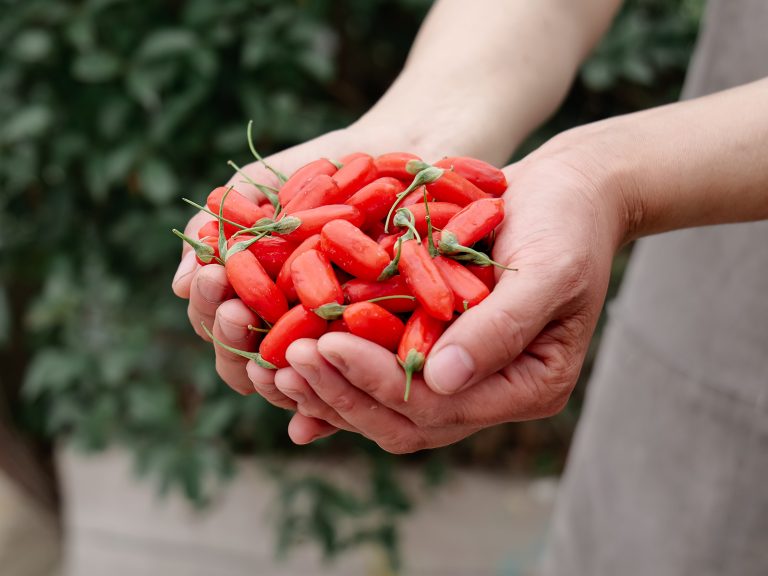 I benefici delle Bacche di Goji