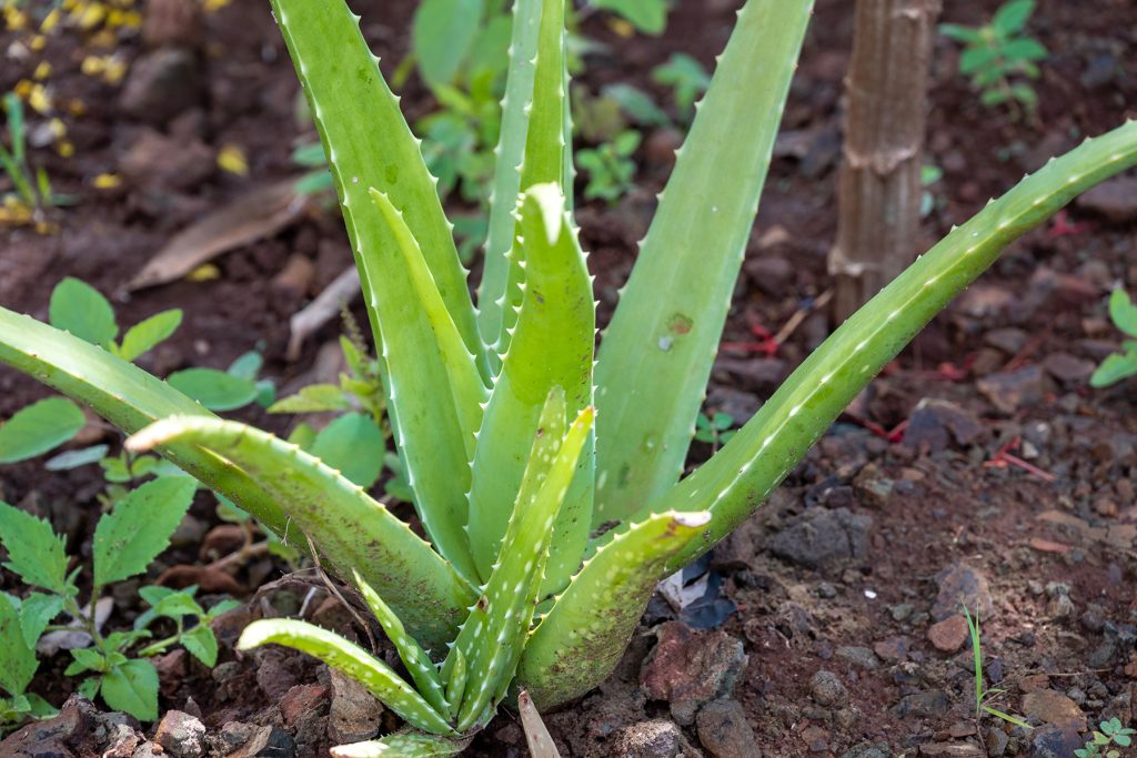 Aloe Vera, cos'è e dove si può trovare