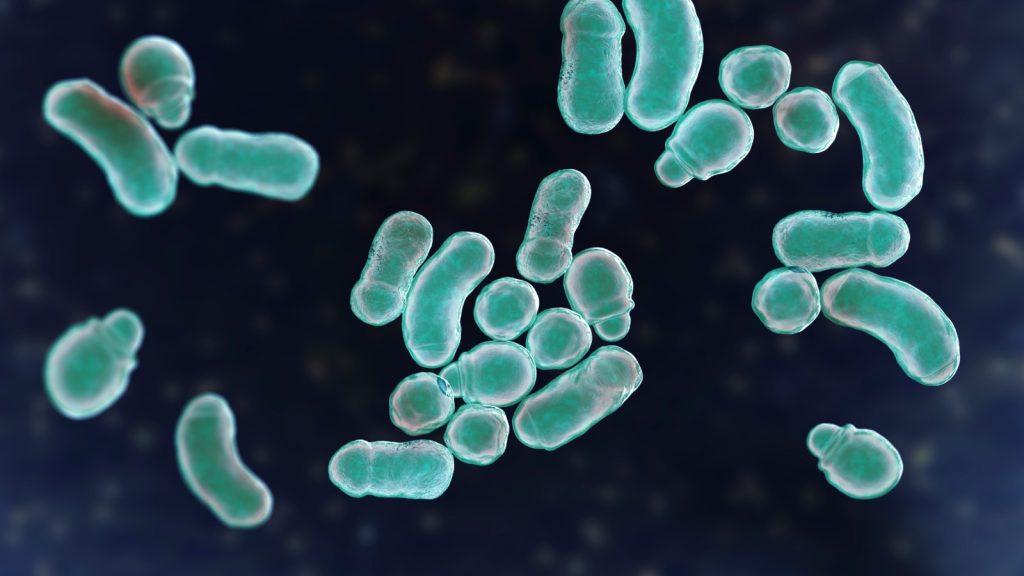 Malassezia furfur, il fungo che alimenta la forfora