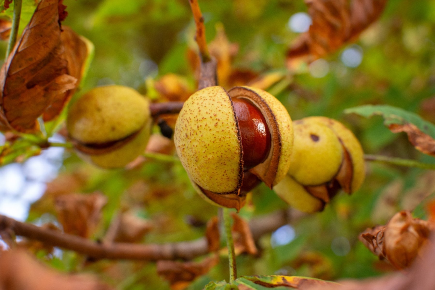 L'Ippocastano: la natura che dona sollievo