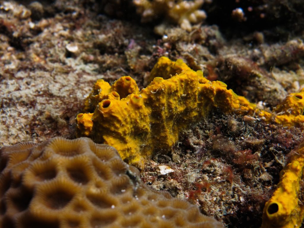 Scoperta delle spicule