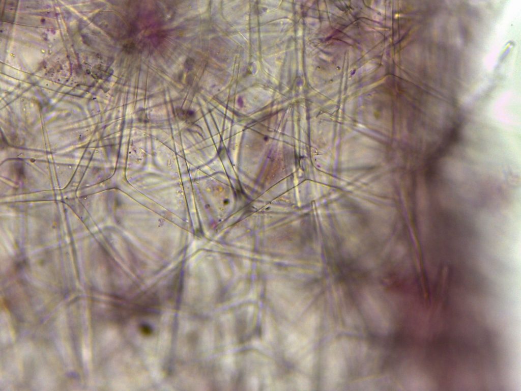 Cosa sono le spicule?